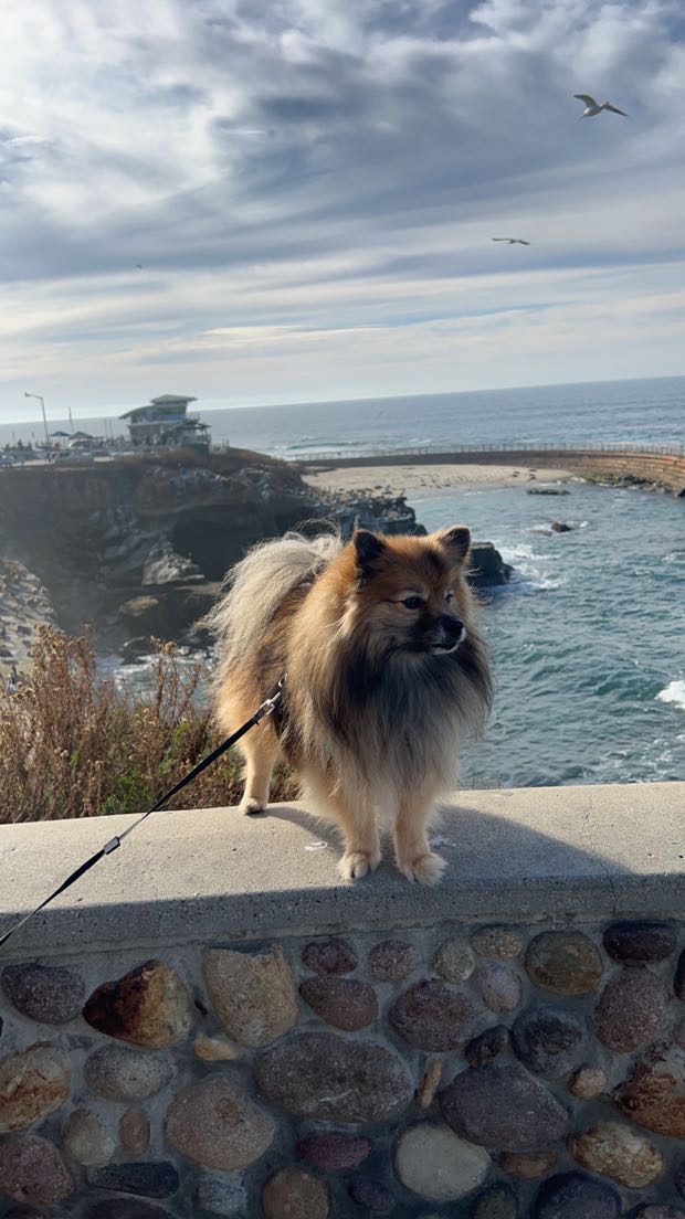 Simba standing near the ocean